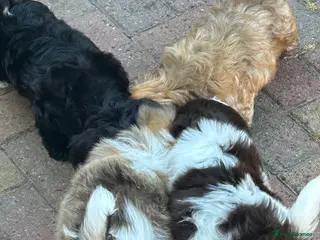 Havanese dogs 8 Exceptional colours KC reg Havanese puppies - Advert 2