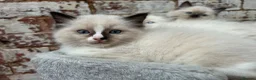 Ragdoll cats for sale: 🐾 Pure Ragdoll Kittens 🐾 - Advert 4