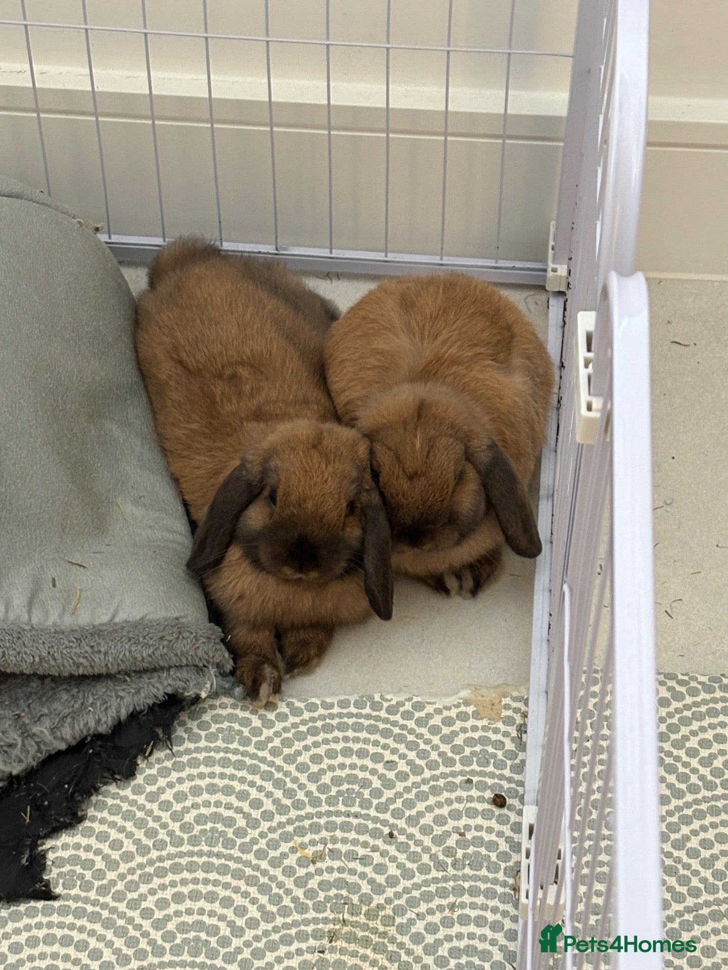 Mini Lop rabbits Two bonded male mini lop bunnies 6months old  - Advert 1