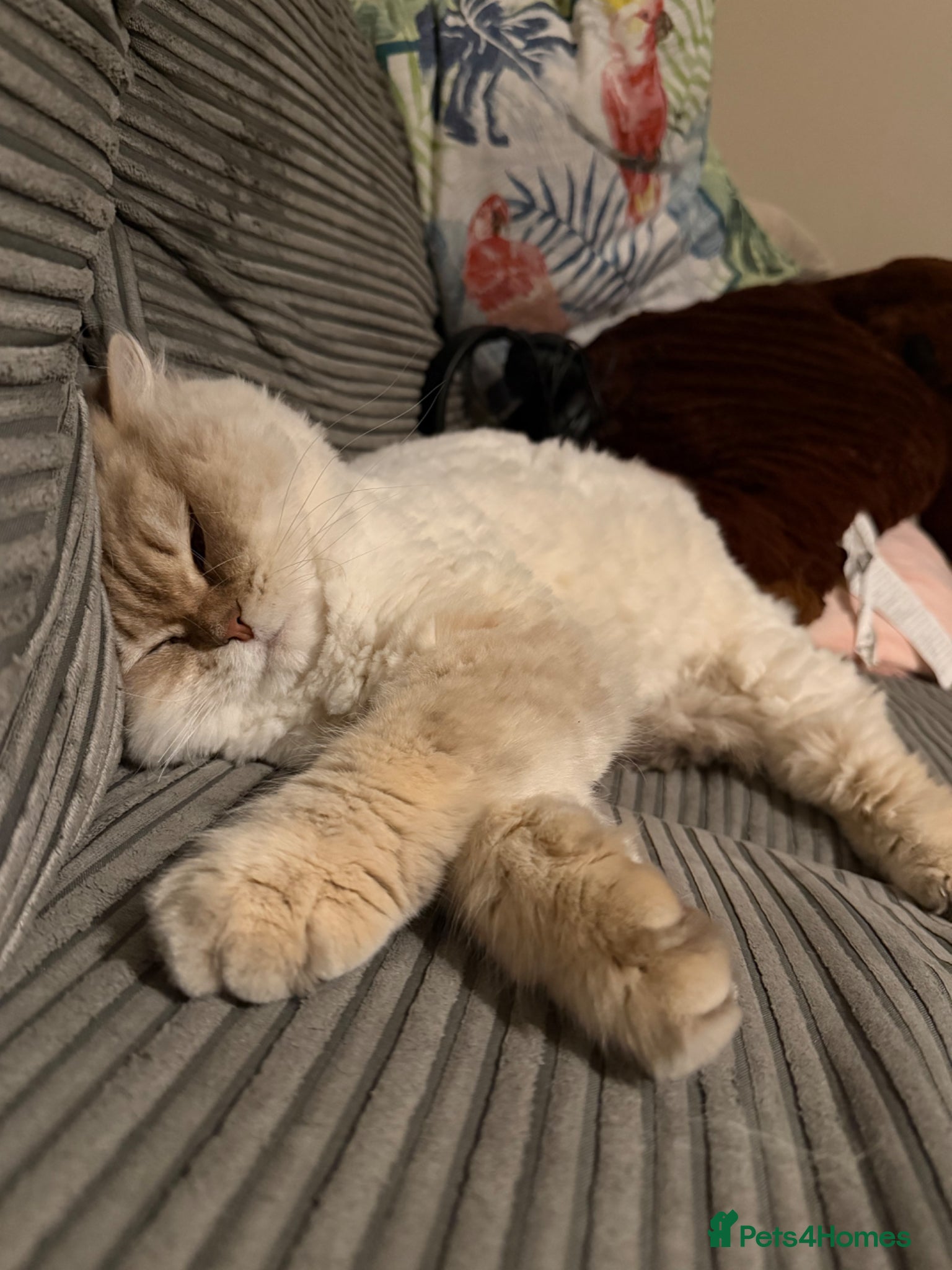 British Longhair cats for sale: British Long Hair - Advert 2