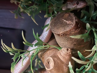 Corn Snake reptiles - Advert 1