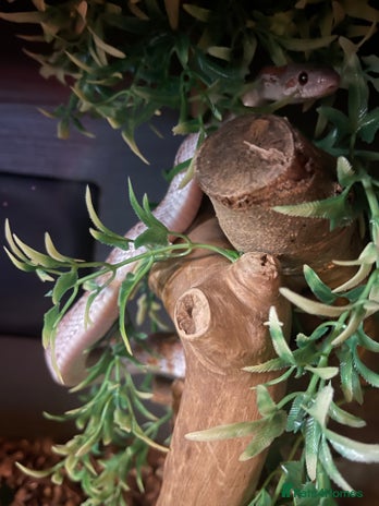 Corn Snake reptiles - Advert 1