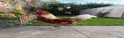 Chickens poultry for sale: rooster  - Advert 6