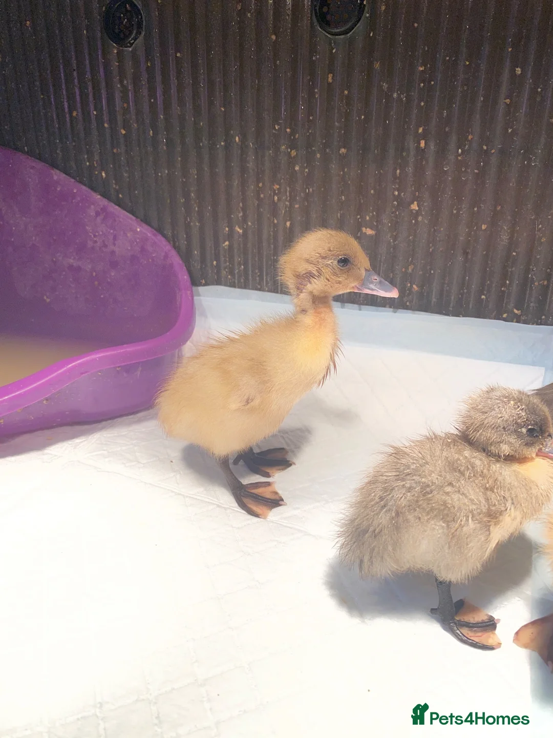 Ducks poultry for sale: Unsexed runner ducklings  - Advert 4