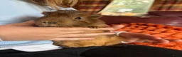 Guinea Pig rodents for sale: Beautiful baby Guinea pigs  - Advert 5