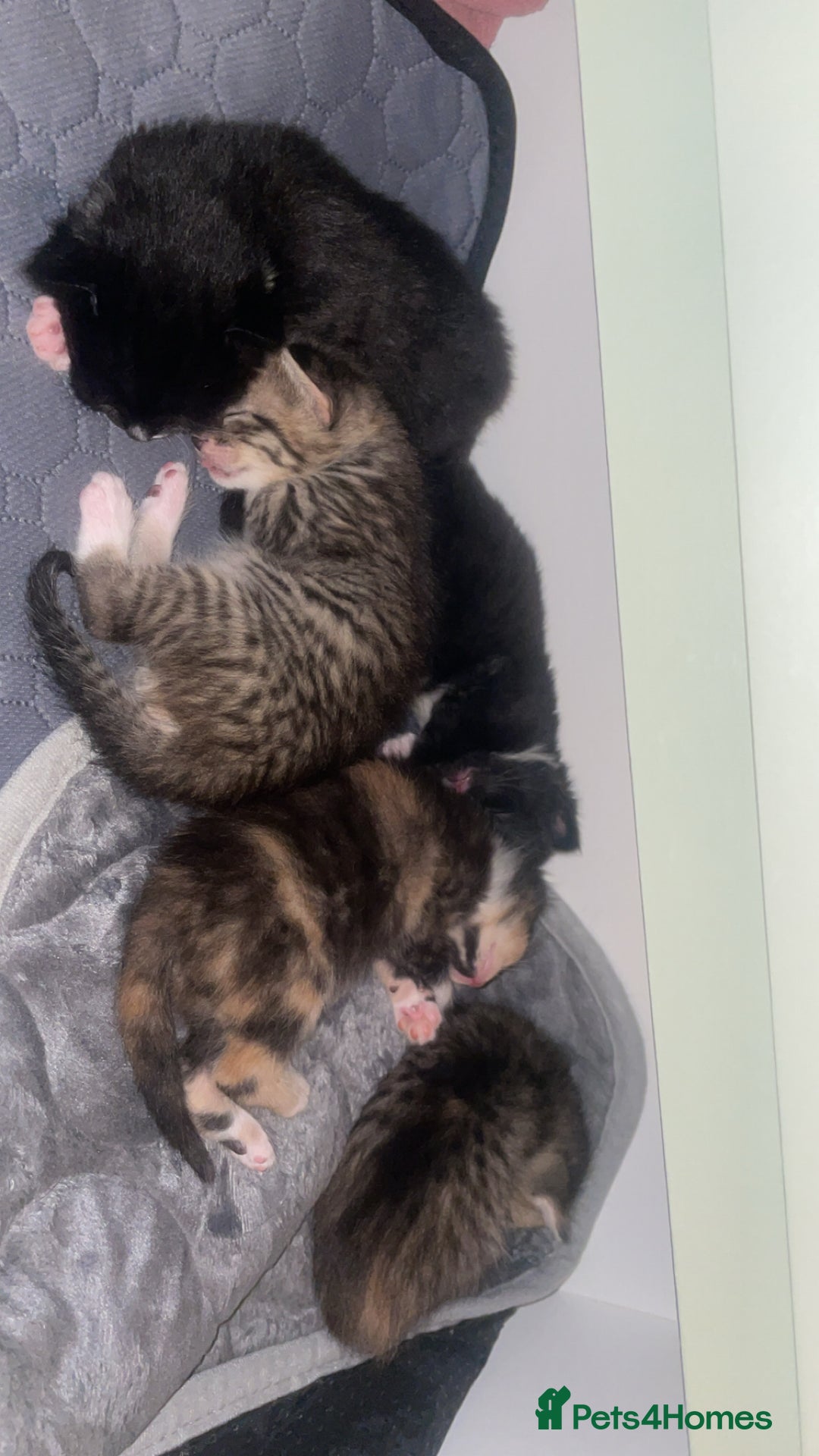 American Shorthair cats for sale: 3 kittens  - Image 3