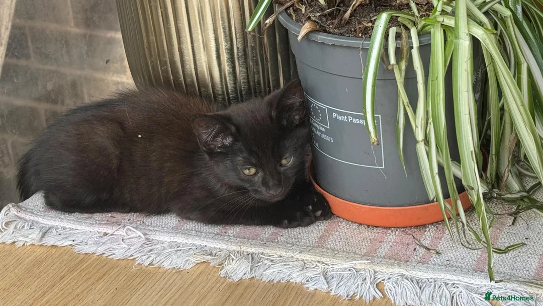 Mixed Breed cats for sale: 2 boys Black Russian  - Advert 2