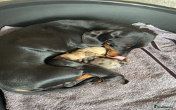 Dachshund dogs for sale: Litter of standard Dachshund  - Image 1