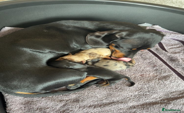 Dachshund dogs - Advert 2