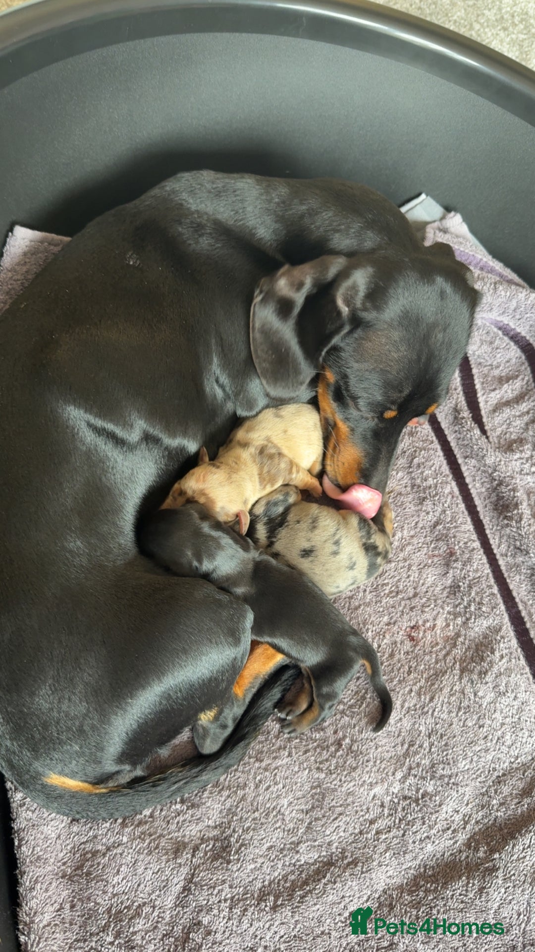Dachshund dogs for sale: Litter of standard Dachshund  - Image 1
