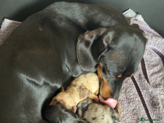 Dachshund dogs - Advert 13