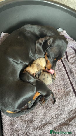 Dachshund dogs - Advert 14