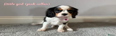 Cavalier King Charles Spaniel 4