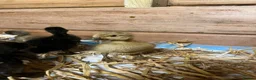 Ducks poultry for sale: Unsexed runner ducks - Advert 1