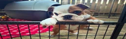 English Bulldog dogs for sale: Beautifully bred English bulldogs  - Advert 14