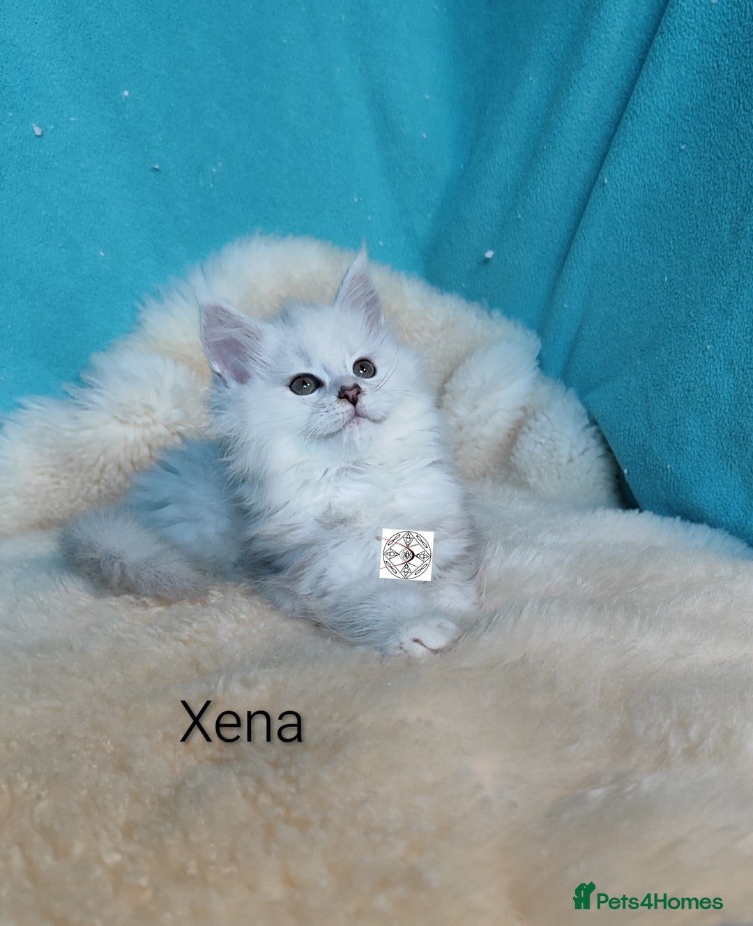 Maine Coon cats for sale: Unique maine coon kittens ❤️ - Advert 19