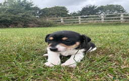 Jack Russell dogs for sale: Jack Russell Puppies - Image 5