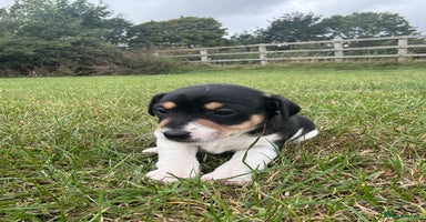 Jack Russell dogs - Advert 8