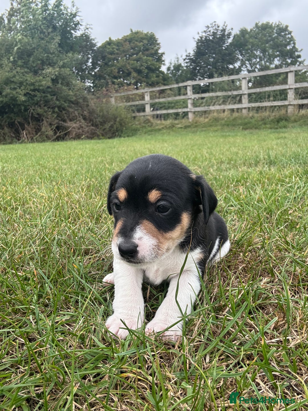 Jack Russell dogs for sale: Jack Russell Puppies - Image 5