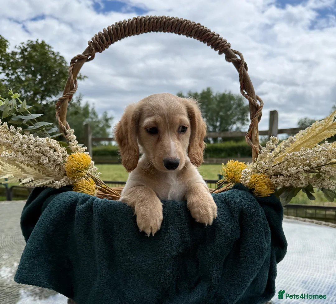 Dachshund dogs for sale: KC registered minimum long haired cream girls - Advert 2