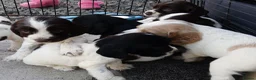 Cocker Spaniel dogs for sale: 9 beautiful Cocker spaniel puppies  - Advert 14