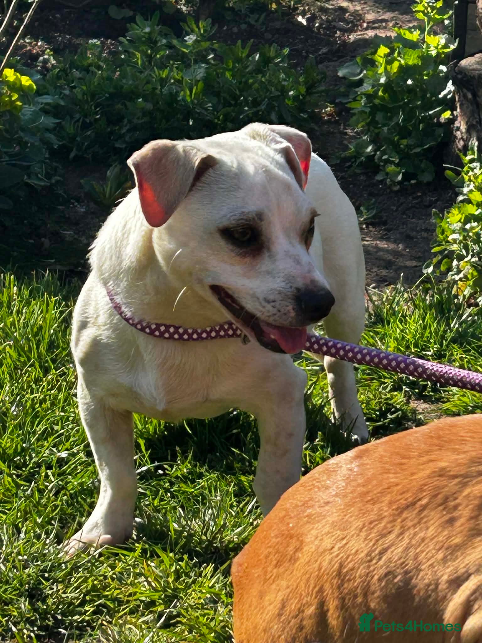 Mixed Breed dogs Toby❤️ - Advert 2