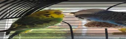 Budgerigars birds for sale: Pair of Bonded Adult Budgies  in Grantham - Advert 1