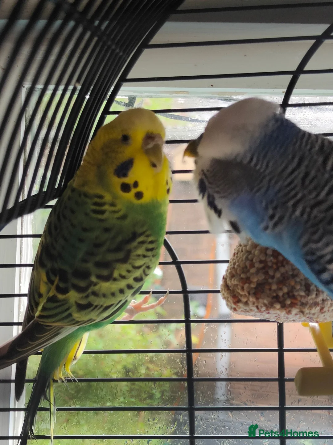 Budgerigars birds for sale: Pair of Bonded Adult Budgies  in Grantham - Advert 1