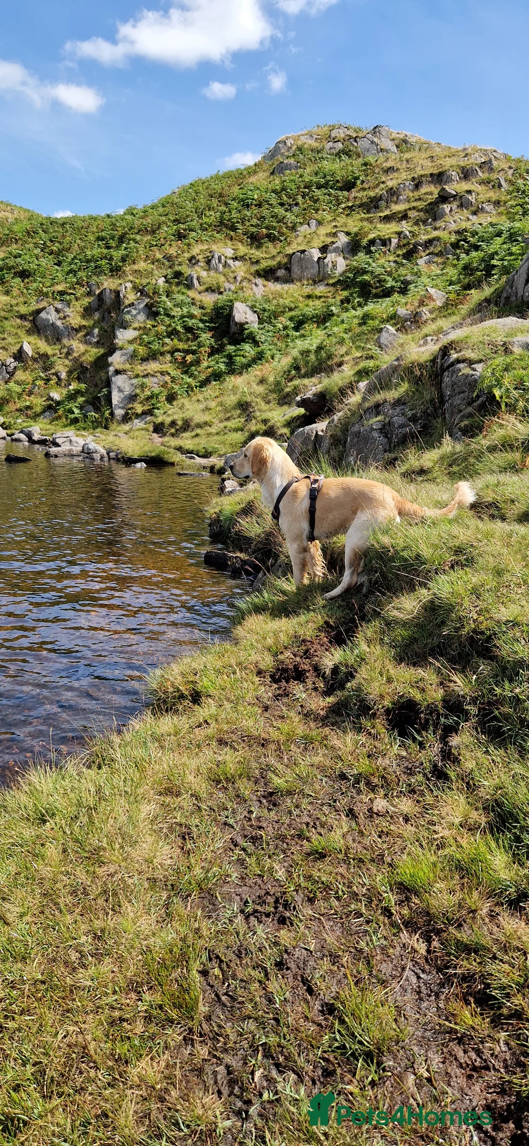 Golden Retriever dogs for sale: Golden Retriever puppies- 3 weeks old - Advert 9