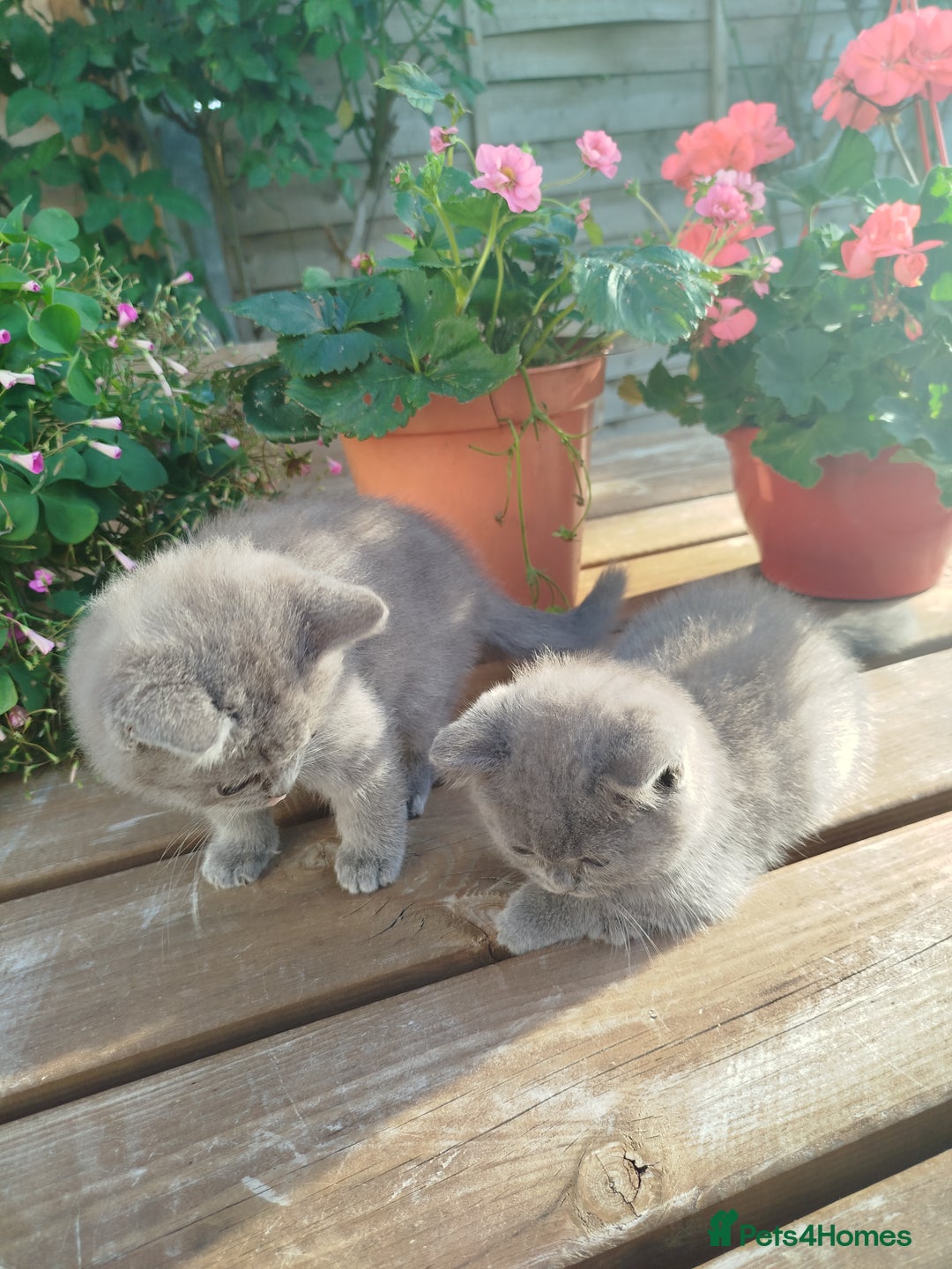 British Shorthair cats for sale: Beautiful kittens  - Image 4