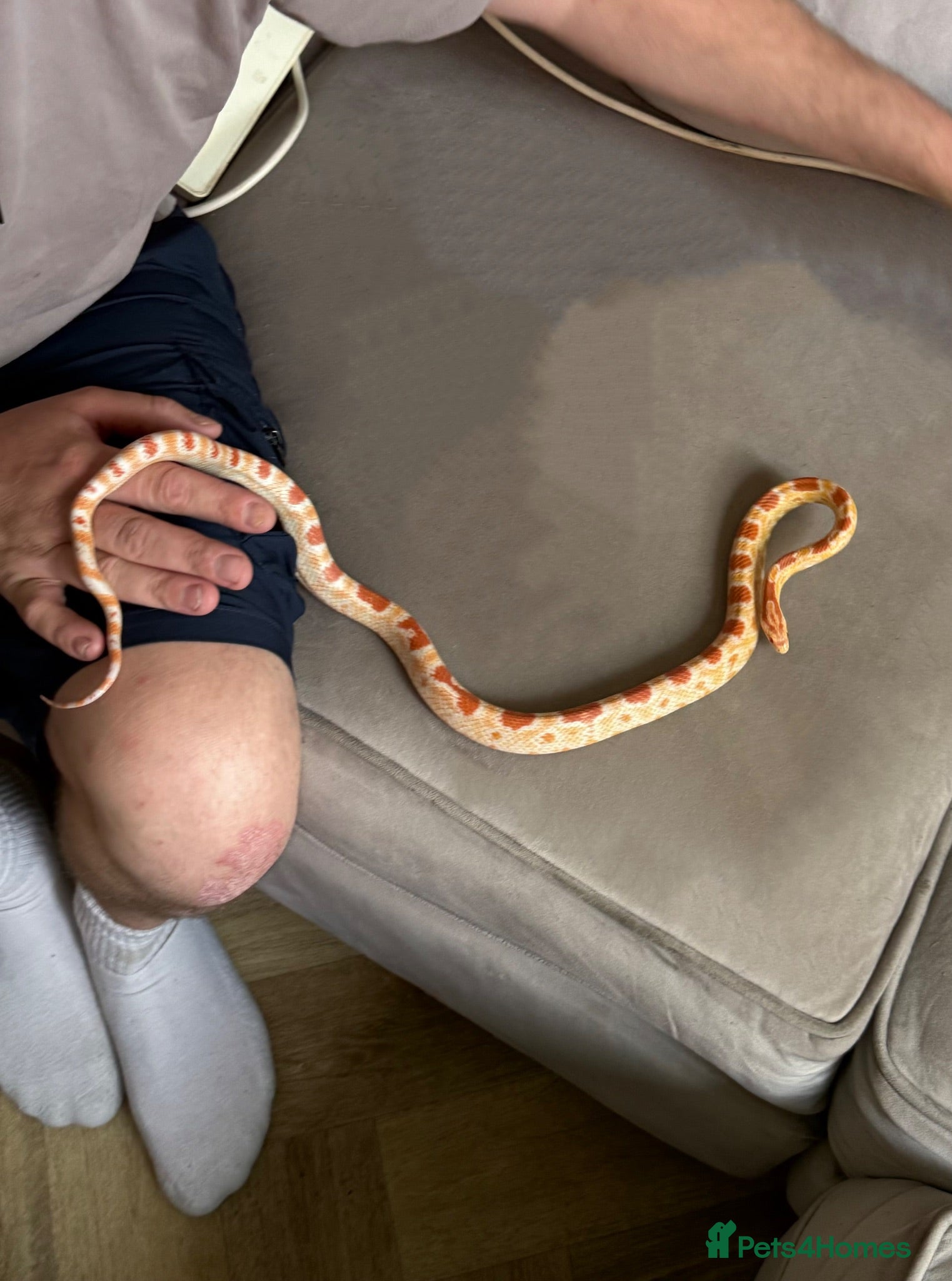 Corn Snake reptiles Okeetee Male Corn Snake  - Advert 4