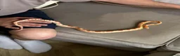Corn Snake reptiles for sale: Okeetee Male Corn Snake  in Waltham Abbey - Advert 1