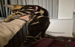 Mixed Breed cats for sale: Kittens for sale  - Image 1