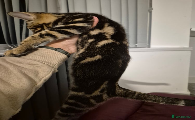 Mixed Breed cats - Advert 2