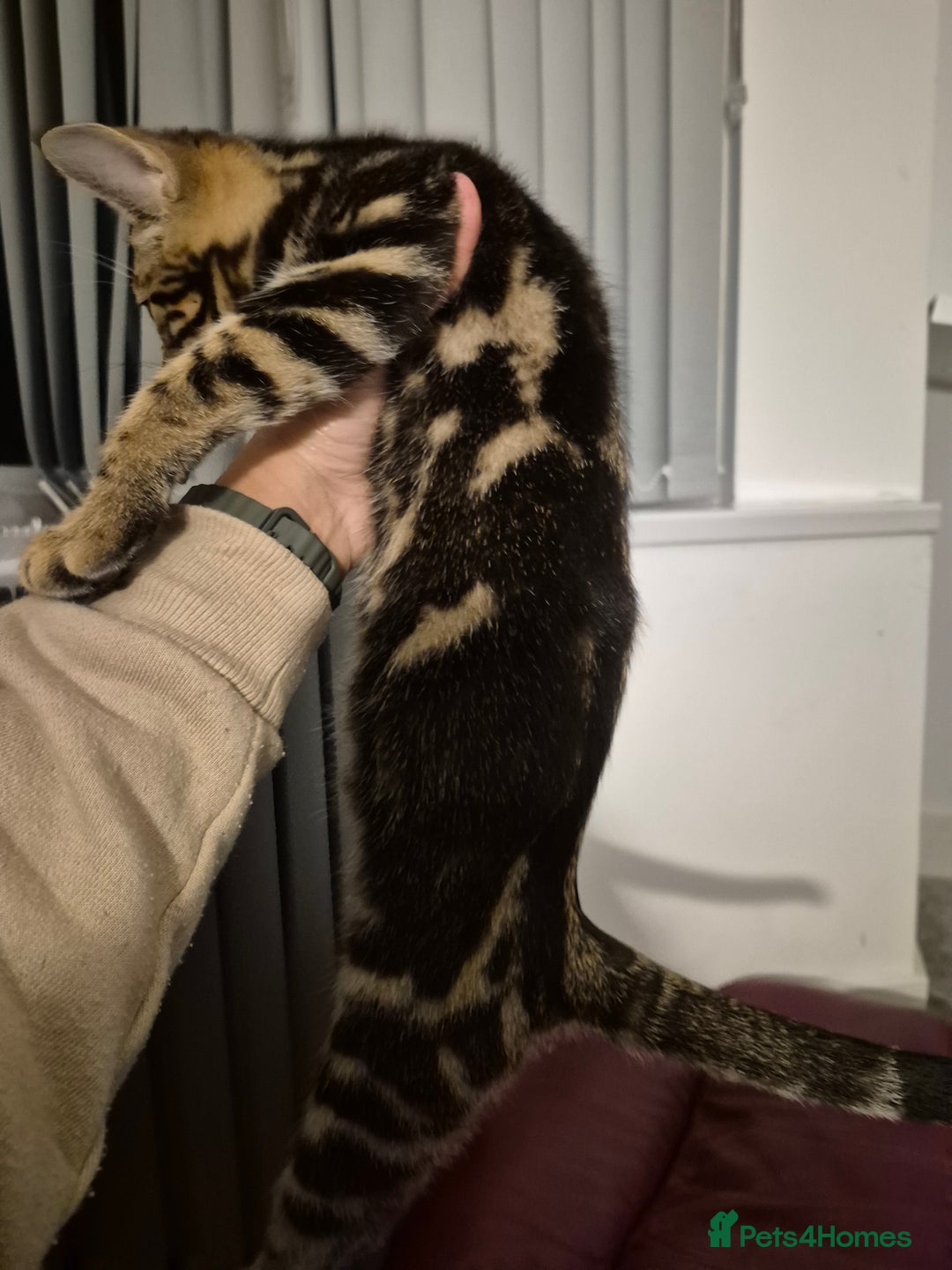 Mixed Breed cats for sale: Kittens for sale  - Image 1