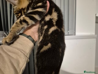 Mixed Breed cats - Advert 2