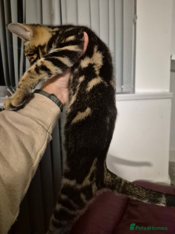 Mixed Breed cats - Advert 2