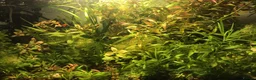 Corys fish for sale: Live aquarium plants*CHEMICAL FREE* - Advert 2