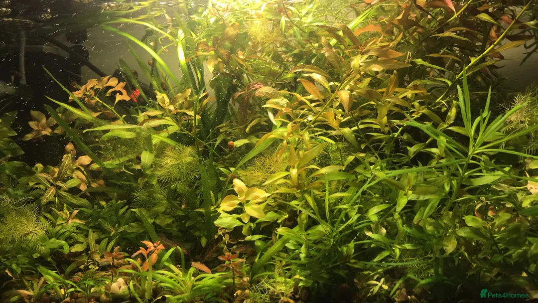 Corys fish for sale: Live aquarium plants*CHEMICAL FREE* - Advert 2