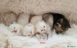British Shorthair cats for sale: ❤ British Shorthair Kittens ❤ Silver ❤ Healthy ❤ - Image 4