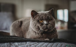 British Shorthair cats for sale: Last Blue boy British shorthair kitten GCCF - Image 6