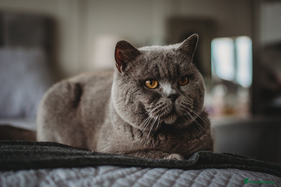 British Shorthair cats for sale: Last Blue boy British shorthair kitten GCCF - Image 6