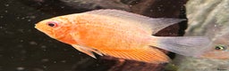 Other/Mixed Breed fish for sale: Tropical fish  - Advert 4