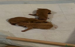 Cockapoo dogs for sale: Mini red cockapoo puppies ready 17th Jan 2026  - Advert 9