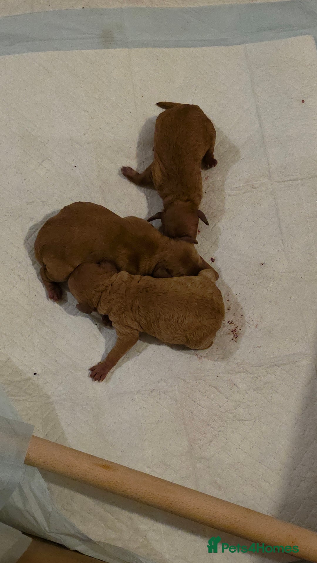 Cockapoo dogs for sale: Mini red cockapoo puppies ready 17th Jan 2026  - Advert 9