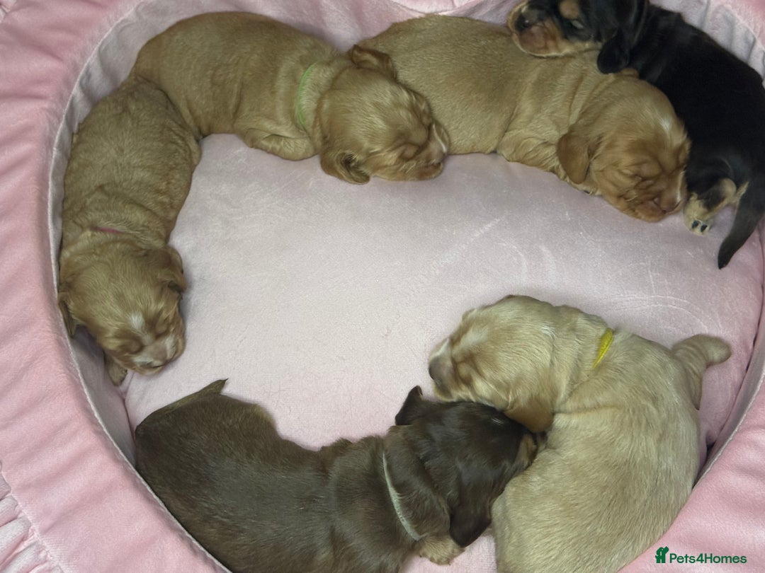 Cocker Spaniel dogs for sale: SHOW COCKER SPANIEL PUPPIES - FULLY HEALTH TESTED  - Advert 4