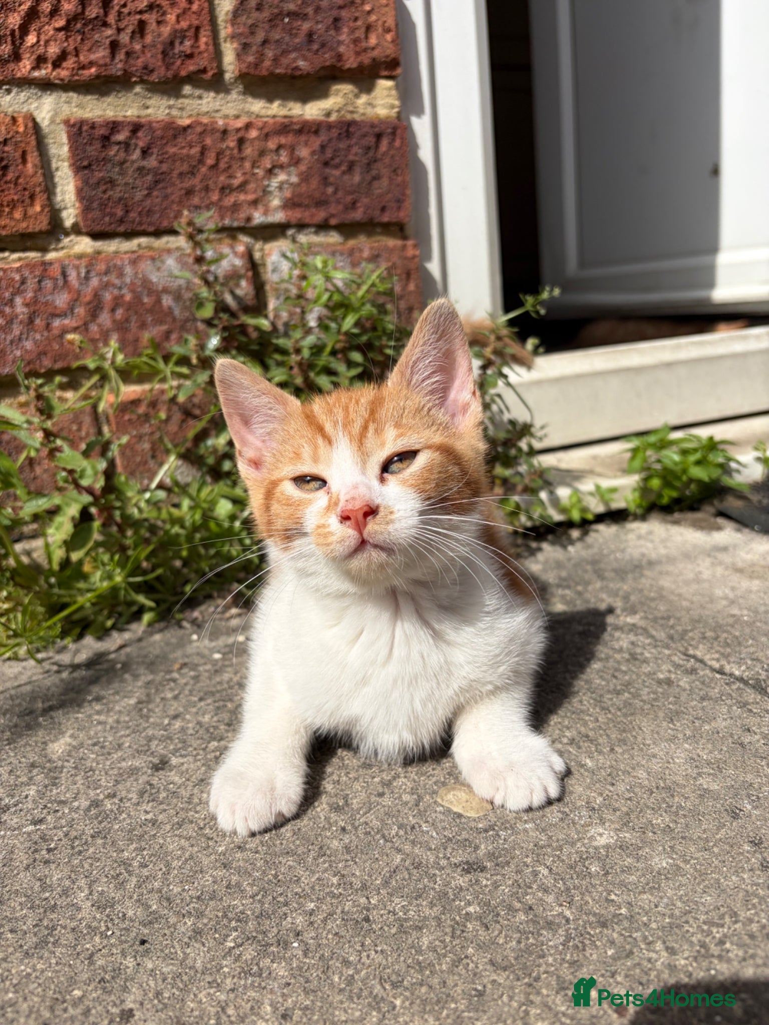 Mixed Breed cats for sale: Beautiful litter of kittens - Advert 9