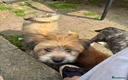 Mixed Breed dogs for sale: Rehoming for nice puppy  - Image 2
