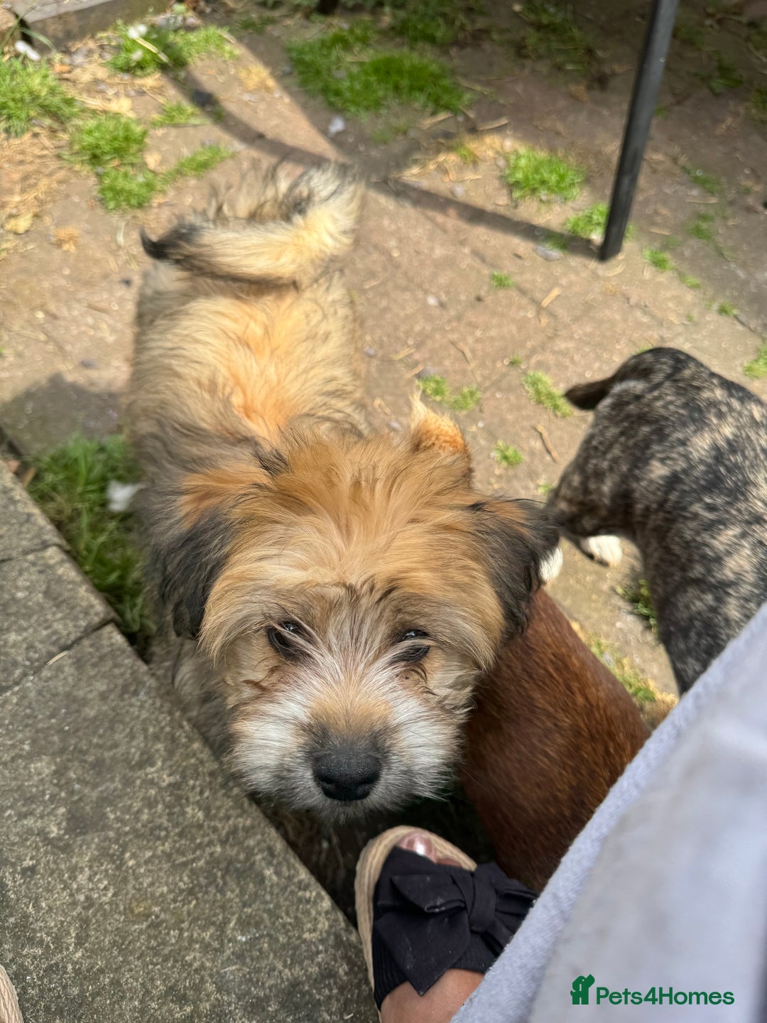 Mixed Breed dogs for sale: Rehoming for nice puppy  - Image 2