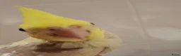 Cockatiels birds for sale: Hand Reared Cockatiel - Advert 4